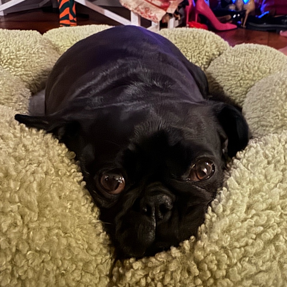 Reserved for Daniella dog bed